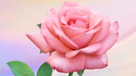 Blush Petal Elegance wallpaper