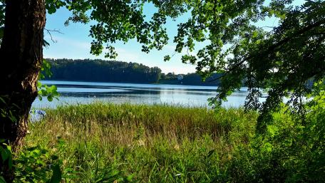 Serene Lakeside View with Lush Greenery wallpaper