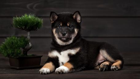 Cute Shiba Inu Puppy in a Relaxed Pose wallpaper