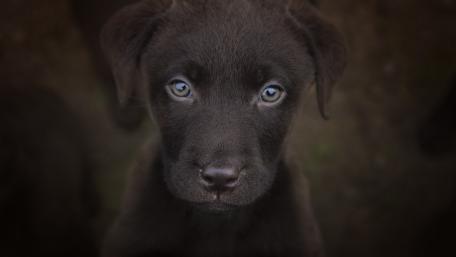 Puppy Eyes Magic wallpaper