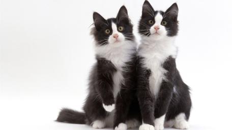 Playful Bicolor Kittens on White Background wallpaper