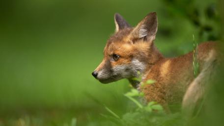 Adorable Fox Cub in Nature's Embrace wallpaper