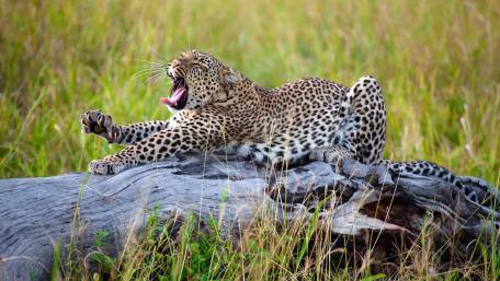 Leopard Yawning in the Wild wallpaper
