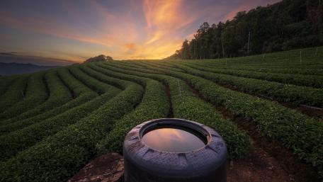 Golden Sunset Over Tea Plantation wallpaper