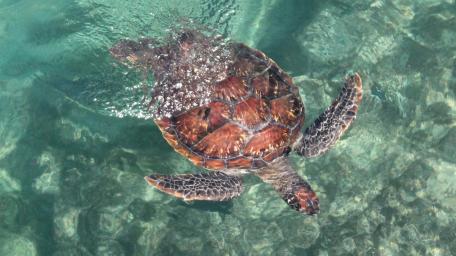 Graceful Loggerhead Sea Turtle in Crystal Clear Waters wallpaper