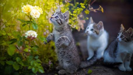 Curious Kittens Exploring Nature wallpaper