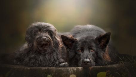 Majestic Black Dogs Together wallpaper