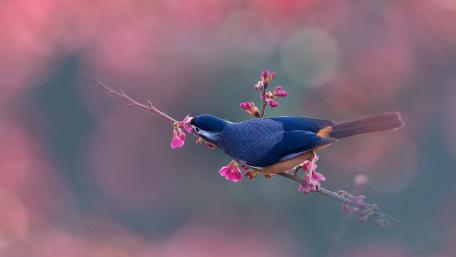 Beautiful White-eared Sibia Perched on a Branch wallpaper