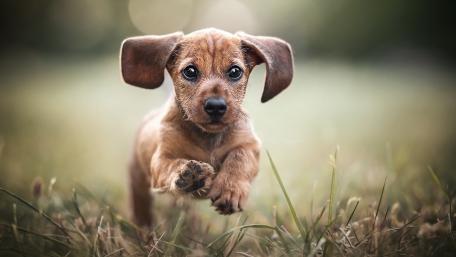 Puppy on the Move wallpaper