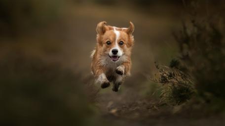 Corgi in Full Sprint wallpaper