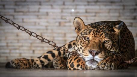 Chained Sadness of a Jaguar wallpaper