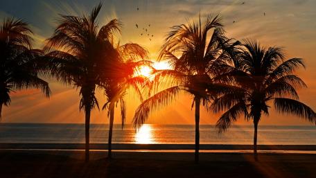 Sunset Serenity Among Palm Trees wallpaper