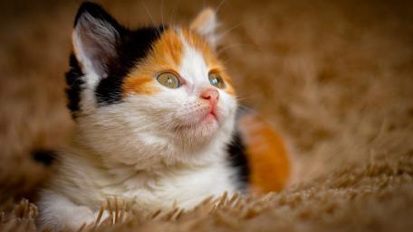 Calico Kitten Dreaming wallpaper