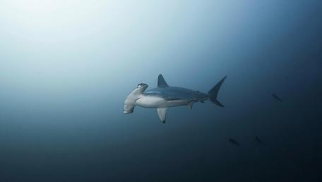 Silent Glide in the Deep Blue wallpaper