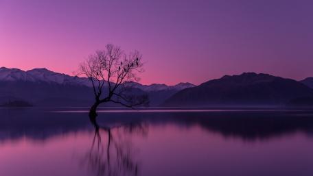 Solitary Beauty in Purple Hues wallpaper