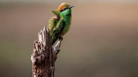 Vibrant Asian Green Bee-Eater wallpaper