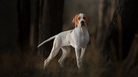 Elegant English Pointer in Nature's Embrace wallpaper
