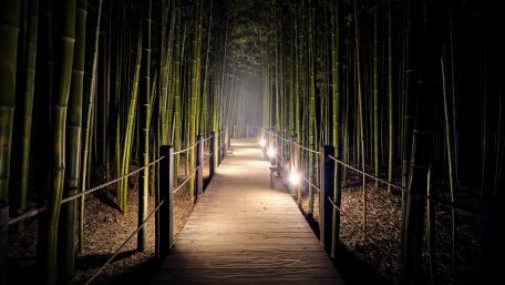 Bamboo Pathway Under the Night Sky wallpaper