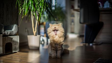 Furry Cat Yawning in Sunlight wallpaper