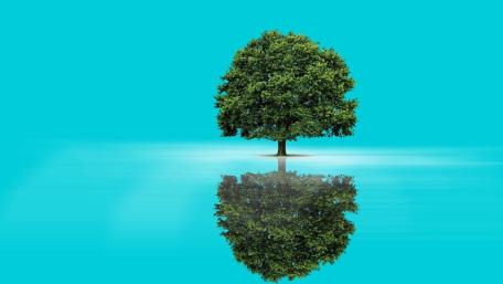 Solitary Tree Reflecting in Tranquil Waters wallpaper