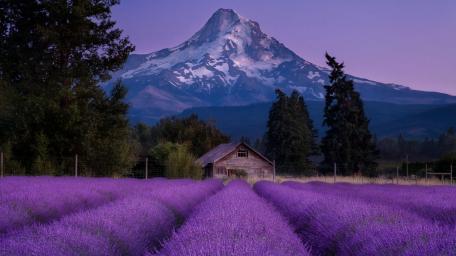 Majestic Lavender Fields by Mount Hood wallpaper