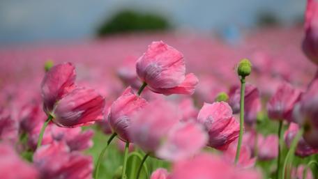 Blissful Poppy Field in Bloom wallpaper