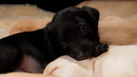 Adorable Labrador Puppies Snuggling Together wallpaper