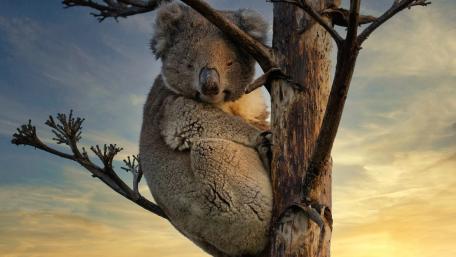 Koala Relaxing in its Natural Habitat wallpaper