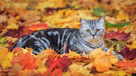 Autumn Cat Among Colorful Leaves wallpaper