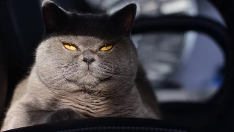 Grumpy Grey Cat Stares Intensely wallpaper