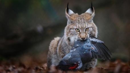 Bobcat with Prey in Forest Clearing wallpaper