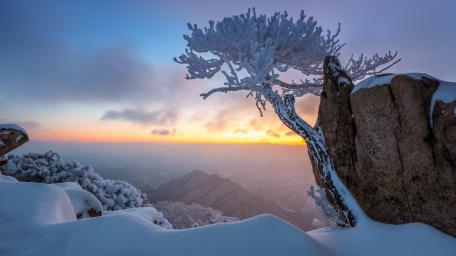 Lone Tree in a Winter Wonderland wallpaper