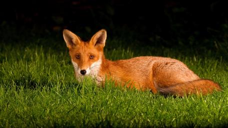 Graceful Red Fox in Nature's Embrace wallpaper