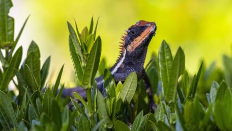 Exotic Lizard Among Lush Greenery wallpaper