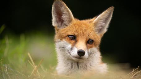 Curious Red Fox in Nature's Embrace wallpaper