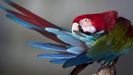 Technicolor Macaw in Splendid Plumage wallpaper