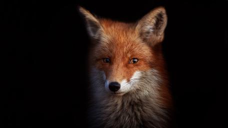 Captivating Red Fox in Darkness wallpaper
