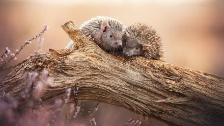Adorable Hedgehogs on a Log wallpaper