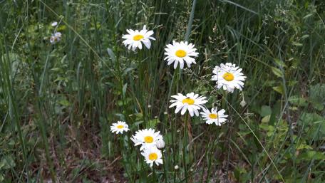 Forest daisies wallpaper