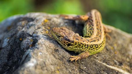 Lizard on Rock Basking in Sunlight wallpaper