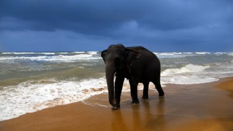Elephant by the Seashore wallpaper