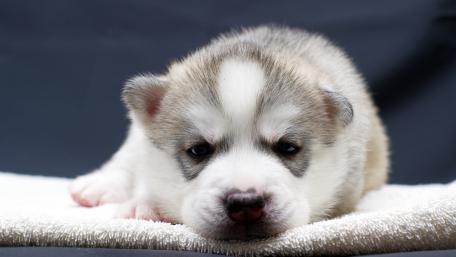 Adorable Husky Puppy in Calmness wallpaper
