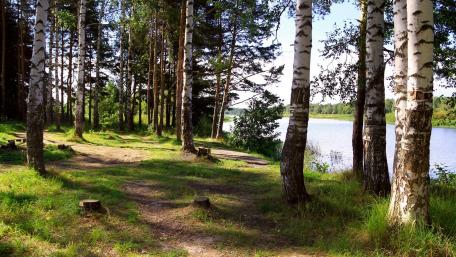 Serene Birch Forest by the Water wallpaper