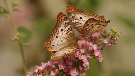 Graceful Butterflies Resting on Blooms wallpaper