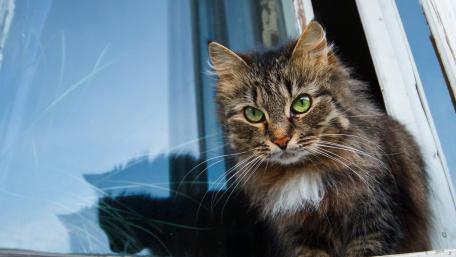 Curious Cat by the Window wallpaper