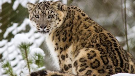 Majestic Snow Leopard in Winter Wonderland wallpaper