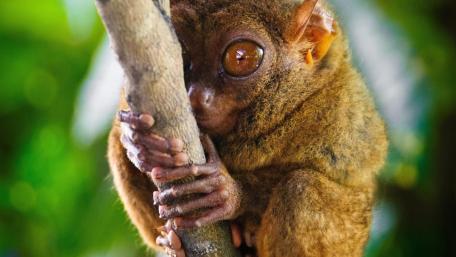 Tarsier in its Natural Habitat wallpaper