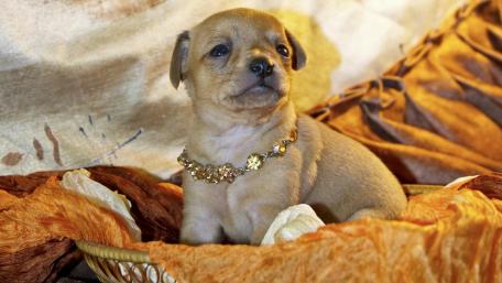 Adorable Chihuahua Puppy with Gleaming Jewelry wallpaper