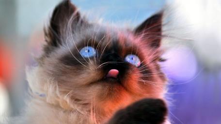 Blue-Eyed Cat Sticking Tongue Out wallpaper