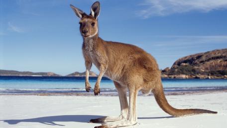 Majestic Kangaroo by the Shoreline wallpaper
